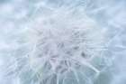 USA-Washington-Seabeck. Dandelion seedhead close-up. Art Print